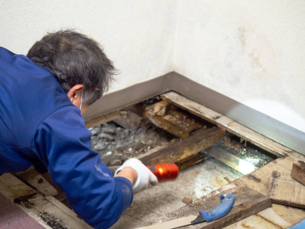 Best Mold Removal and Inspection  in Thunder Mountain, NM