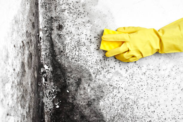 Best Mold Removal Company Near Me  in Thunder Mountain, NM