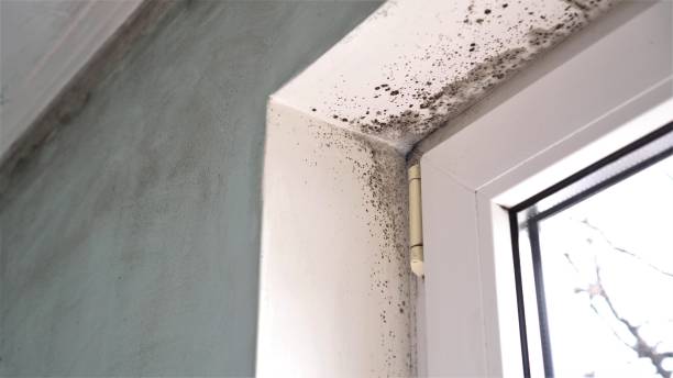 Best Mold Testing and Removal  in Thunder Mountain, NM
