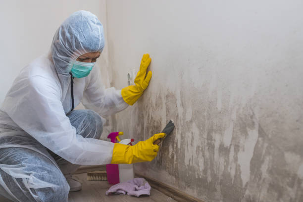 Best Mold Remediation  in Thunder Mountain, NM