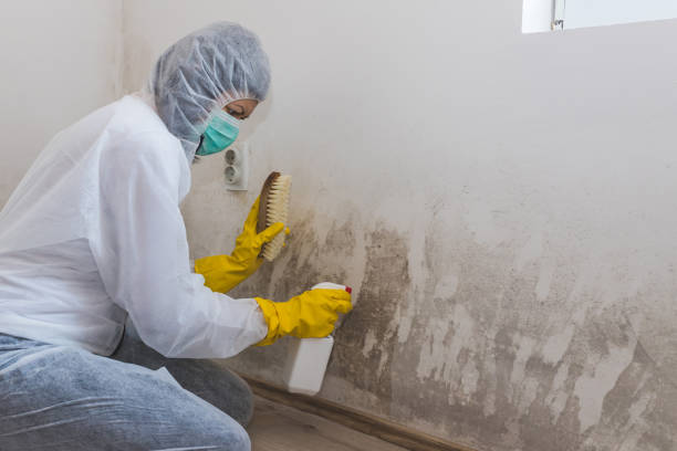 Best Residential Mold Removal  in Thunder Mountain, NM