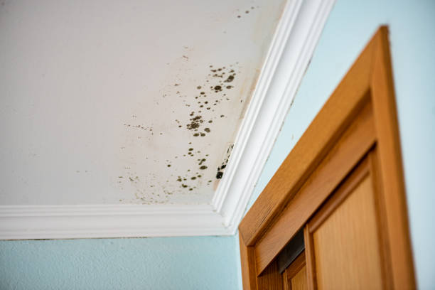 Best Fast Mold Removal  in Thunder Mountain, NM