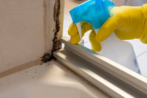 Best Crawl Space Mold Removal  in Thunder Mountain, NM
