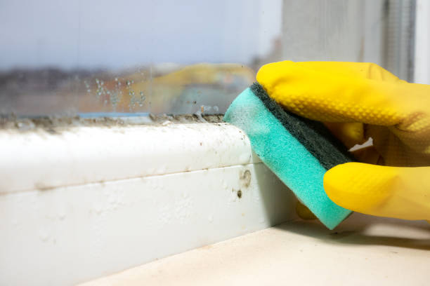 Best Affordable Mold Removal  in Thunder Mountain, NM