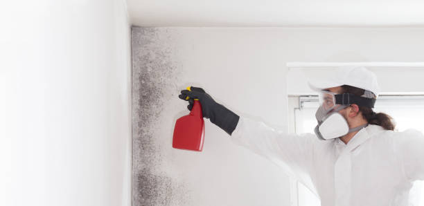 Best Local Mold Removal Service  in Thunder Mountain, NM