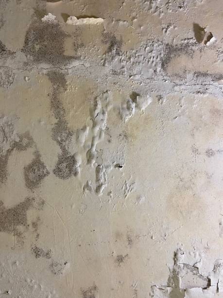 Best Home Mold Removal  in Thunder Mountain, NM