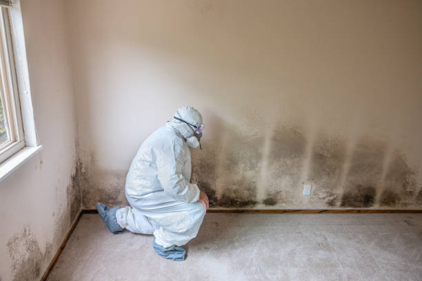 Best Emergency Mold Removal  in Thunder Mountain, NM