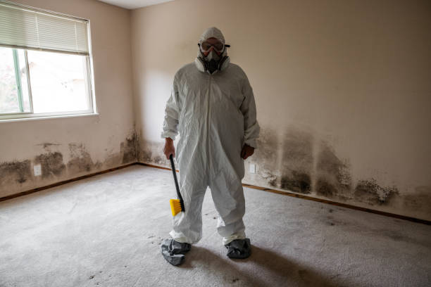 Mold Removal and Inspection in Thunder Mountain, NM