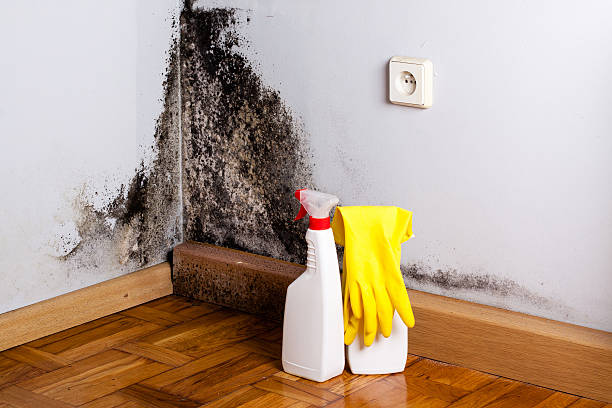Best Attic Mold Removal  in Thunder Mountain, NM