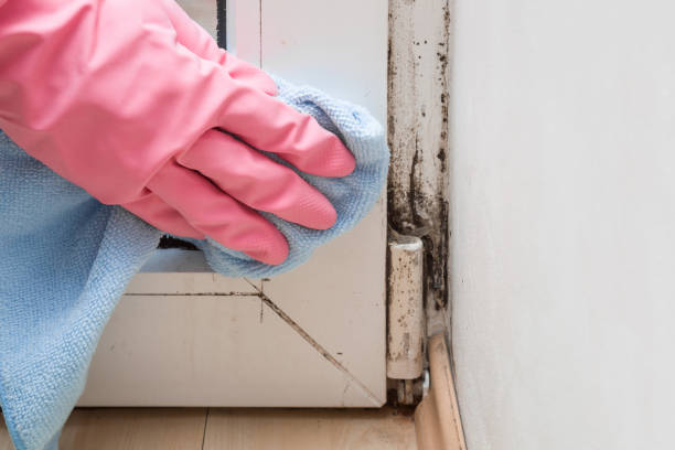 Thunder Mountain, NM Mold Removal Company
